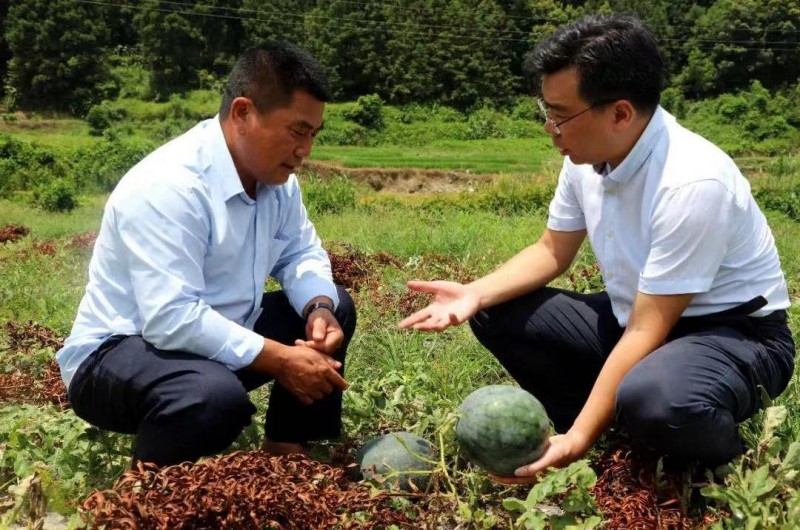 推动主题教育见行见效，为乡村振兴战略贡献国寿力量