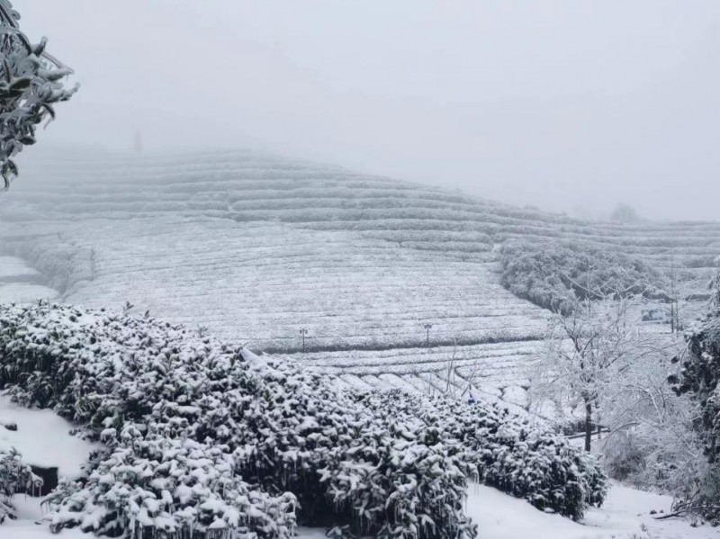 超淡定！湖北暴雪冻雨地区农户将获全国首单“寒潮指数 保险+寒潮指数衍生品”理赔，金融创新助农显实效