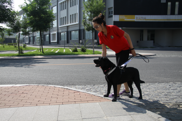 国际导盲犬日：八年投身导盲犬公益，新瑞鹏用行动彰显新时代企业责任