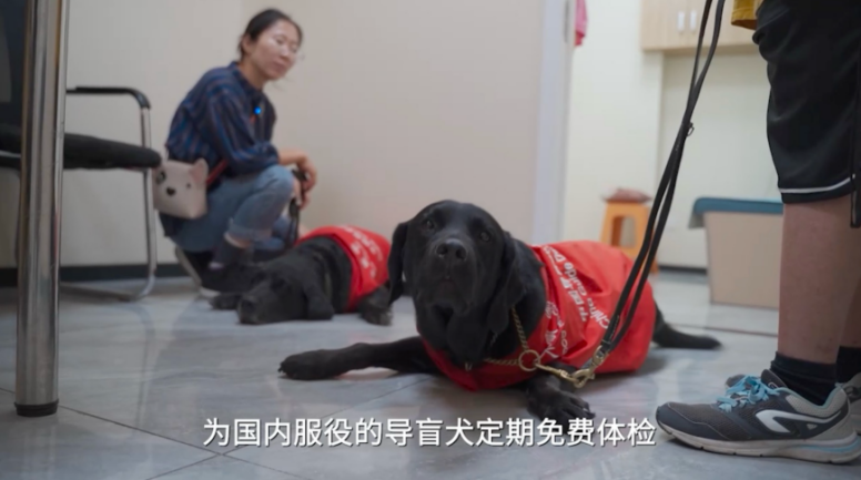 国际导盲犬日：八年投身导盲犬公益，新瑞鹏用行动彰显新时代企业责任