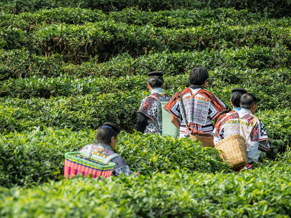 喜茶发布6条新茶饮文旅线路攻略 持续推动回归茶行业趋势