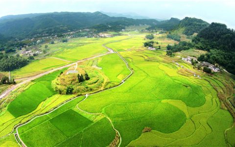 五粮液：芒种时节好“丰景” 酿出“和美”生活