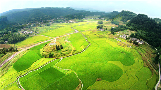 五粮液：芒种时节好“丰景” 酿出“和美”生活