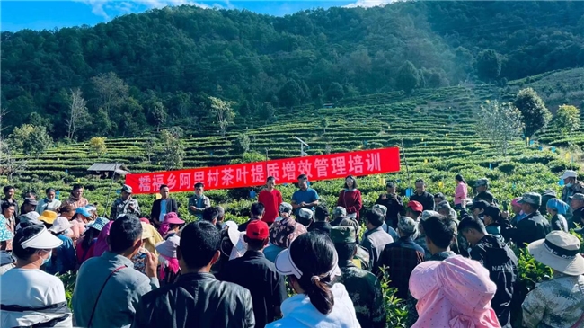 全国模范!澜沧古茶荣获全国民族团结进步模范集体称号