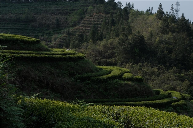 佳节送礼 以茶传情 馥贵源红茶和贵岩春绿茶受青睐