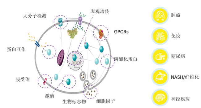 深度合作，共促成功 上海玮驰与瑞孚迪提供药物研发全面解决方案