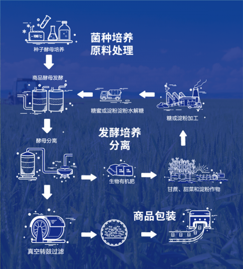 什么是安琪酵母？全球第二大酵母公司，国内市占55%