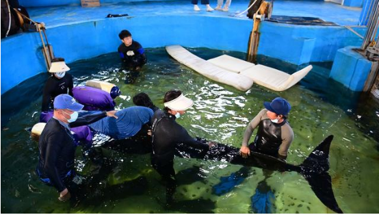 中国自然科学博物馆学会水族馆专业委员会 2024学术年会在郑州海昌海洋公园隆重召开