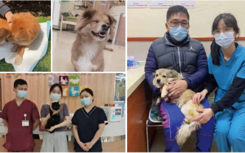 以爱之名，托举残缺希望：新瑞鹏残疾动物救助之路