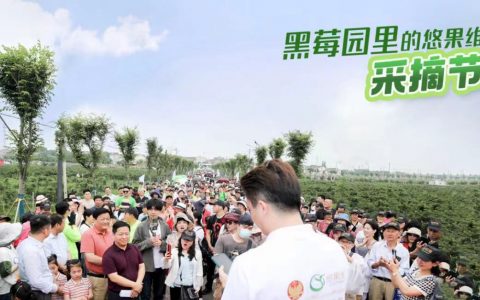 悠果维第十届中国黑莓采摘文化节：见证中国黑莓产业十载璀璨