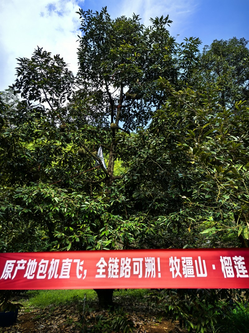 首次实现泰国榴莲直发，快手电商打通跨境生鲜新链路